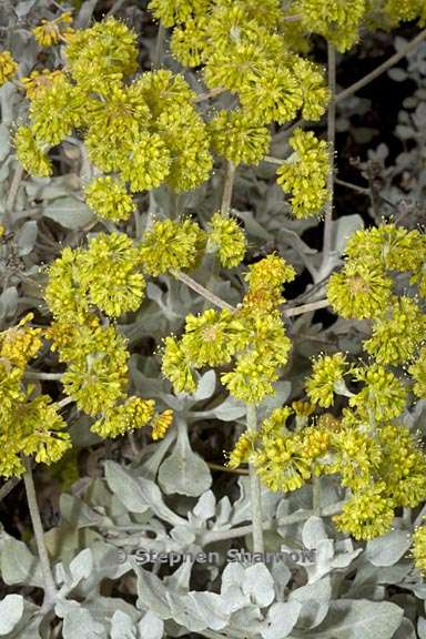 eriogonum crocatum 2 graphic